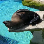 South American Fur Seal