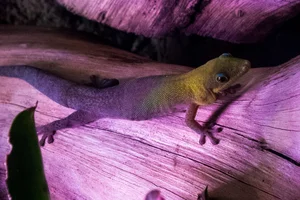 Goudstofdaggekko