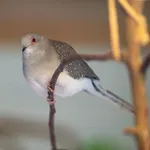 Diamond Dove