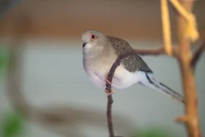 Diamantduif