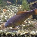 Crucian Carp