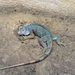 Iguana rhinolopha Wiegmann, 1834