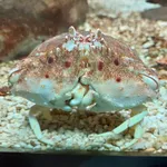 Mediterranean shame-faced crab