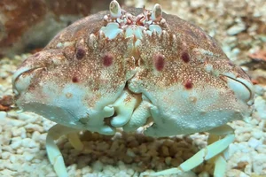 Mediterranean shame-faced crab