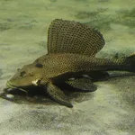 suckermouthed catfish