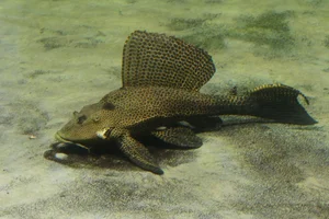 suckermouthed catfish