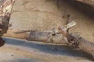 Roughtail Rock Agama