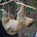 Linné's Two-toed Sloth