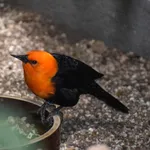 Scarlet-headed Blackbird