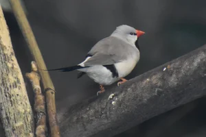 Spitsstaartamadine