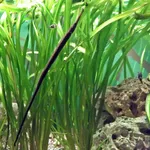 Long-snouted Pipefish