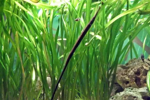 Long-snouted Pipefish