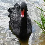 Black Swan