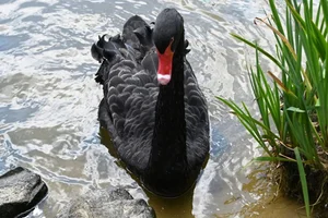 Zwarte zwaan