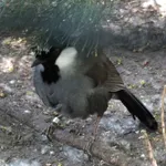 Black-throated Laughingthrush