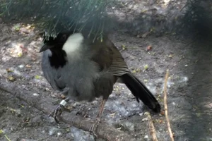 Black-throated Laughingthrush