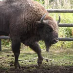 European Bison