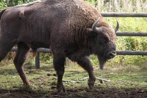 Laaglandwisent