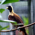 Red Bird-of-paradise