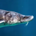 Lake Sturgeon