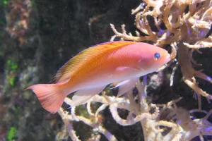 Stocky Anthias