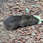 Brazilian Guinea Pig