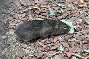Braziliaanse Cavia