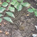 Hungarian meadow viper