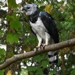 Harpy Eagle