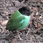 Hooded Pitta (Sunda)
