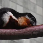 Prevost's Squirrel
