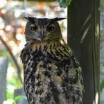 Eurasian Eagle-Owl