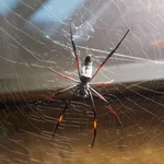 Red-legged Golden Orb Weaver