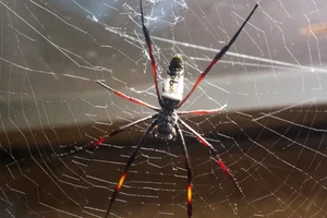 Red-legged Golden Orb Weaver