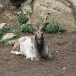 Markhor