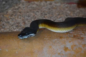 Northern White-lipped Python