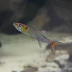 Red-tailed freshwater barracuda, Spotted cachorro