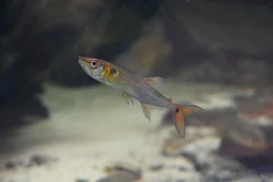 Red-tailed freshwater barracuda, Spotted cachorro