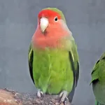 Rosy-faced Lovebird