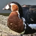 Red-breasted Goose