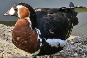 Roodhalsgans