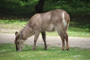 Gewone Waterbok