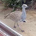 Asian Houbara