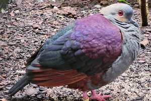 Kuifkwartelduif