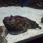 Stonefish