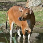 Banteng