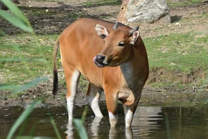 Javaanse banteng