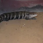 Common Bluetongue