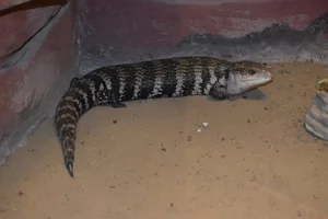 Australische blauwtongskink