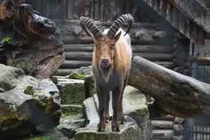 Koebantoer